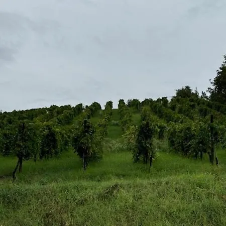 Nyaraló Colombara *